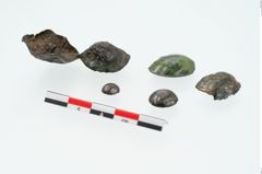 Foto von Bronzeknopf (NHMW-PRAE-026086)